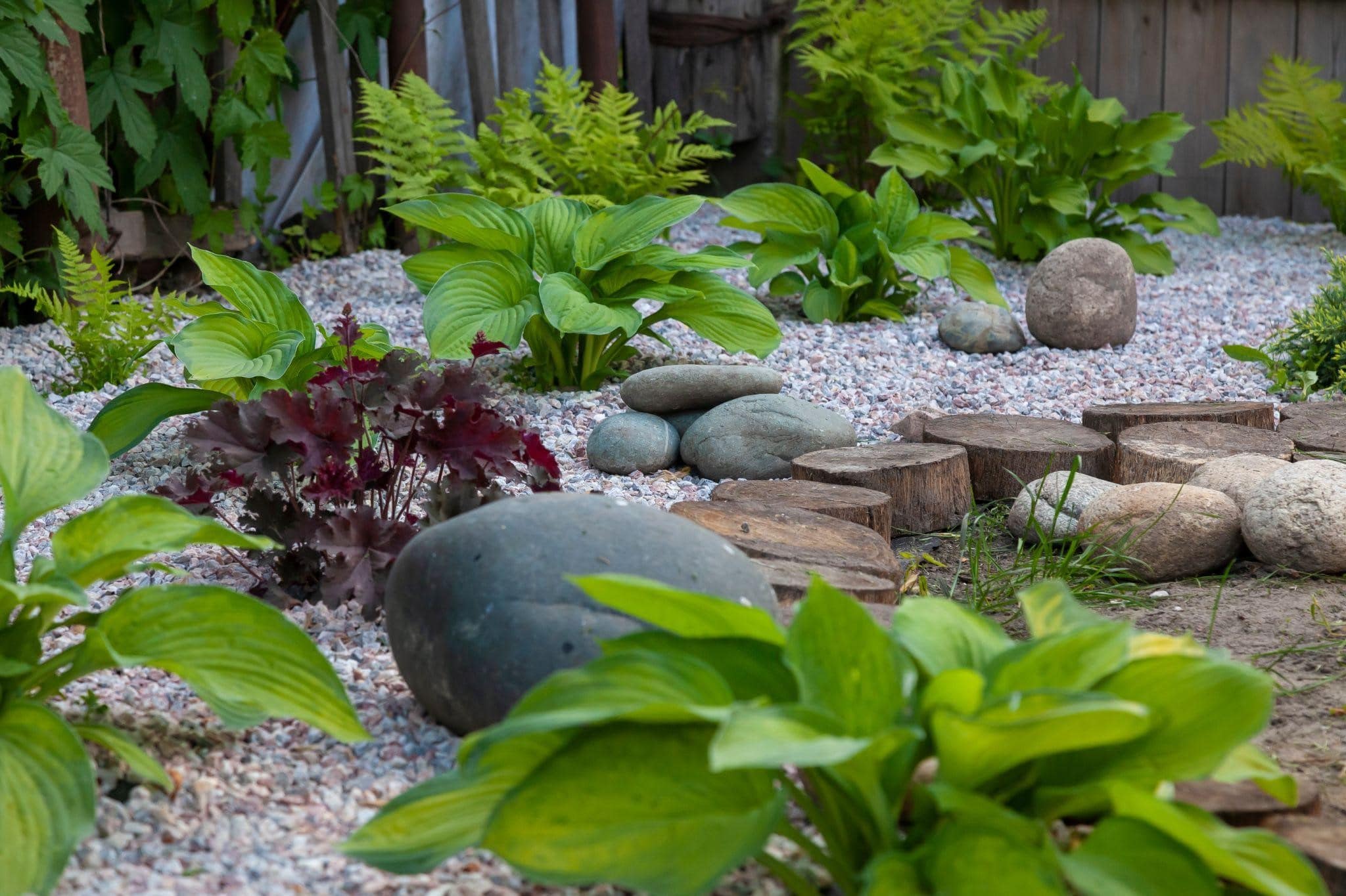 green, leafy plants in a small rock garden